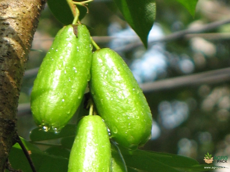 Bilimbi3