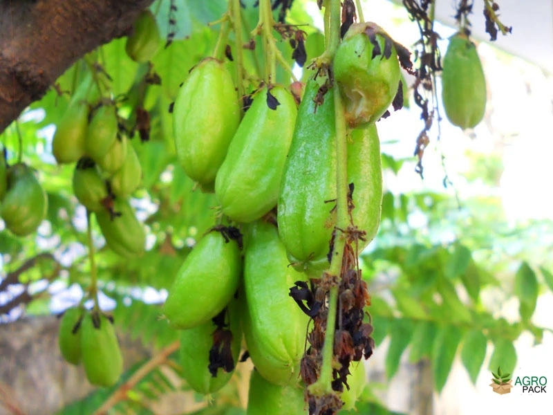Bilimbi6