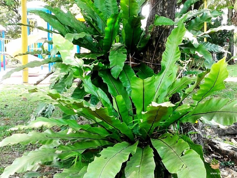 Bird-Nest-Fern2