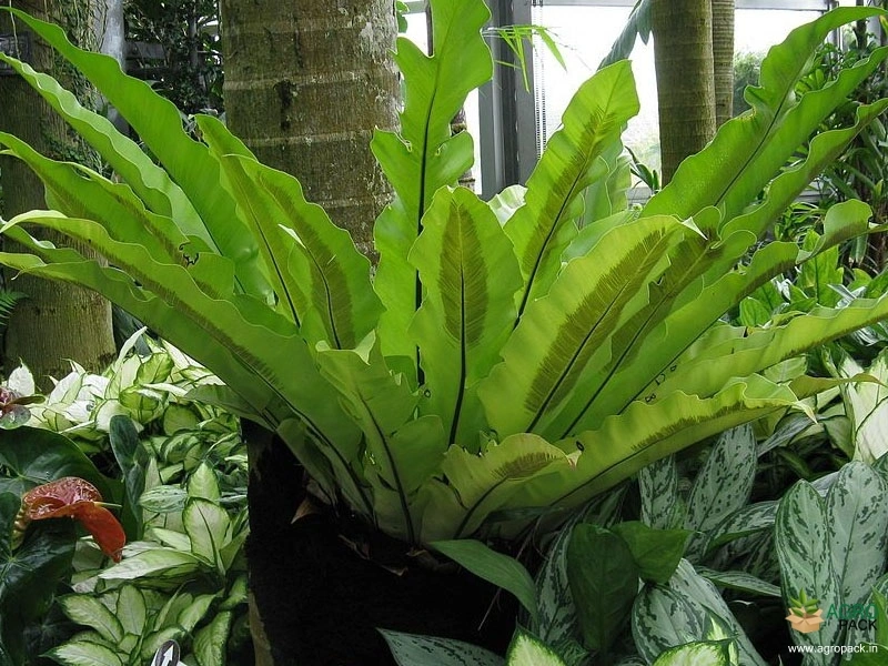 Bird-Nest-Fern3