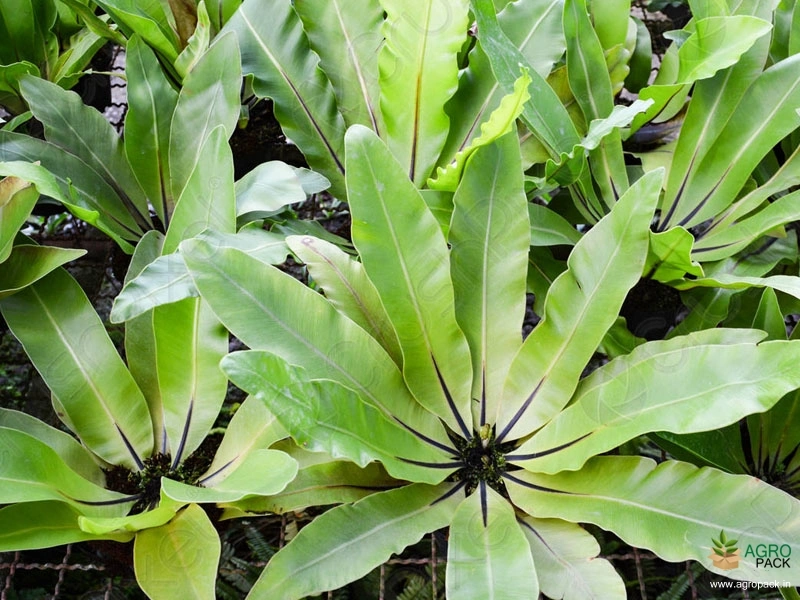 Bird-Nest-Fern4