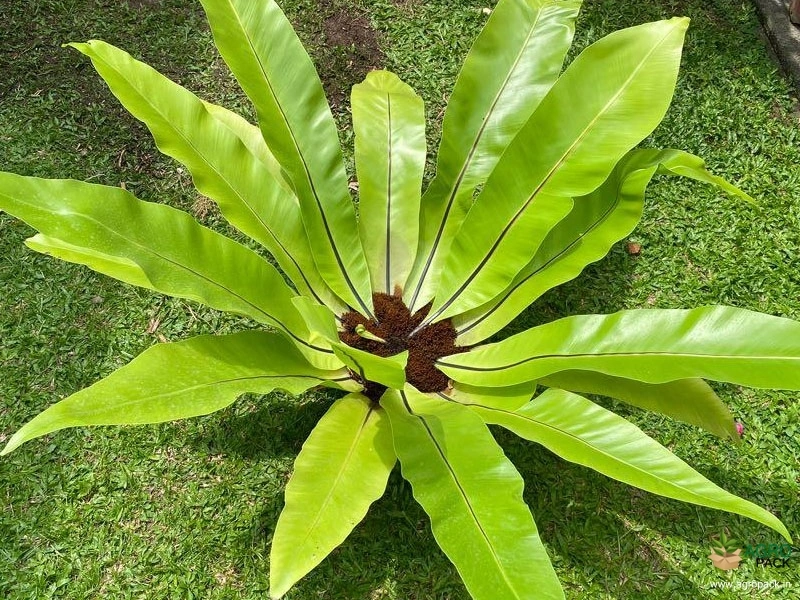 Bird-Nest-Fern5