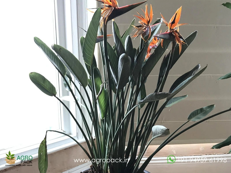 Bird-of-Paradise2