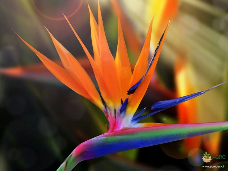 Bird-of-Paradise3