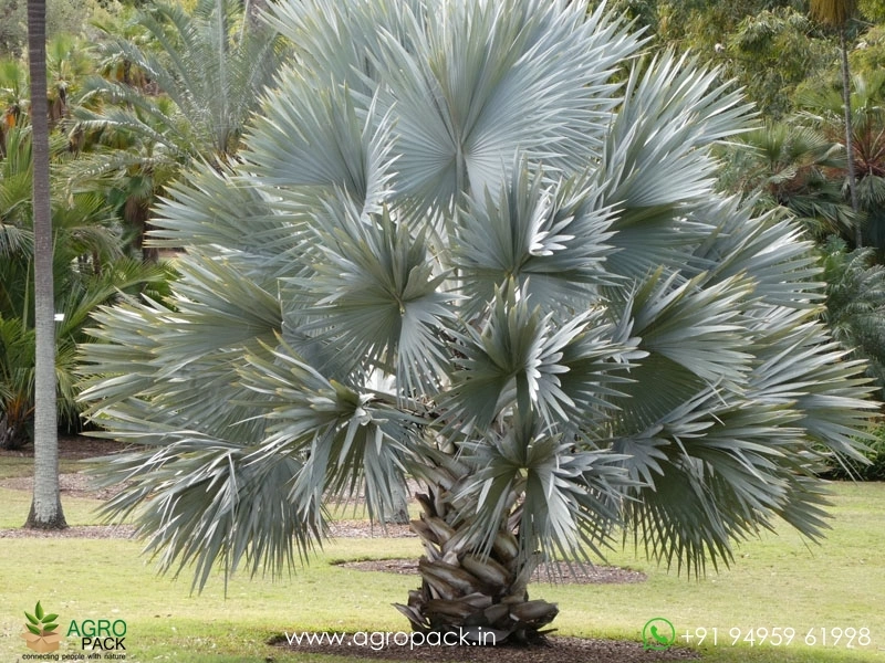 Bismarckia-Palm1