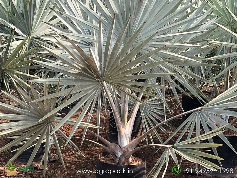 Bismarckia-Palm3