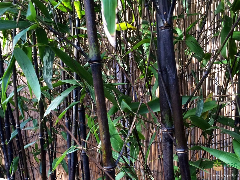 Black bamboo Set, 2x50ml
