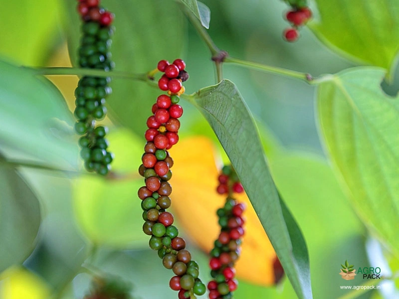Black-Pepper1