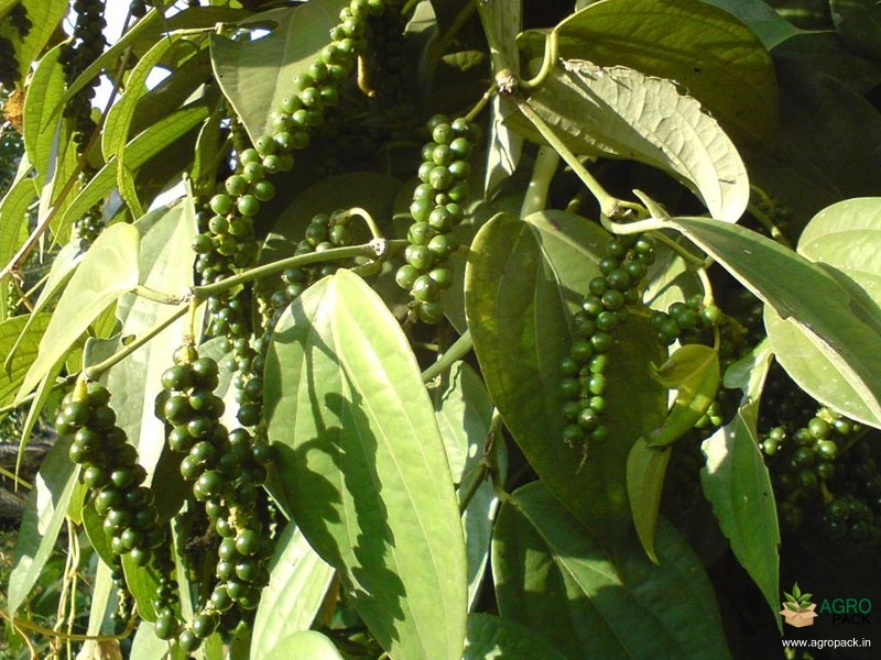 Black-Pepper4