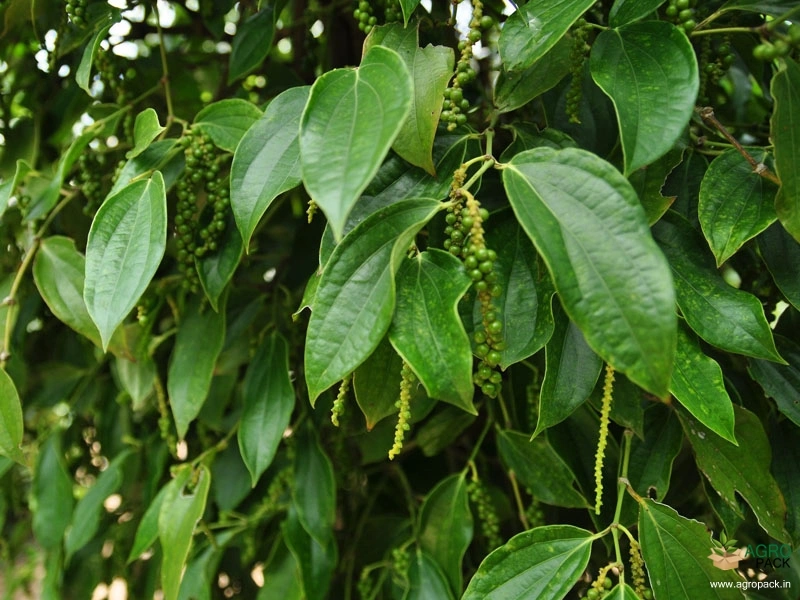 Black-Pepper5