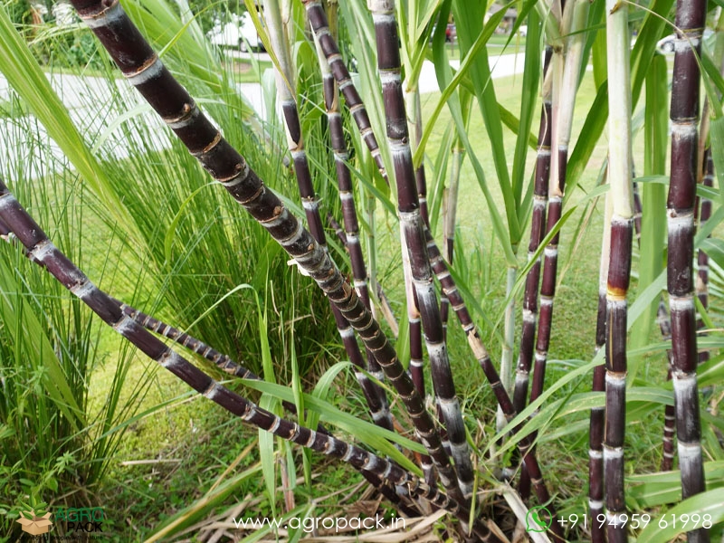 Black-Sugarcane5