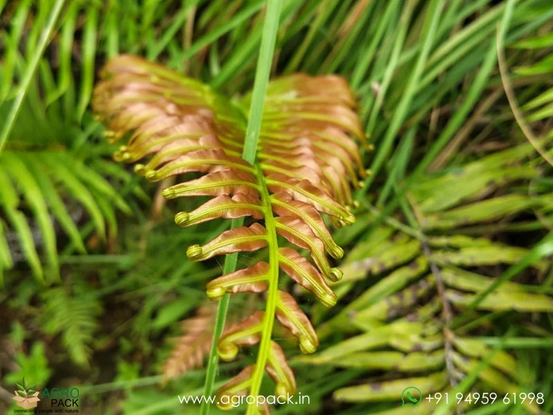 Blechnum-orientale-fern1