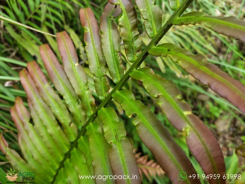 Blechnum-orientale-fern2