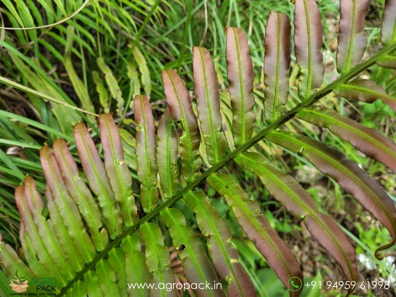 Blechnum-orientale-fern3