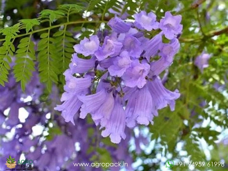 Blue-Jacaranda1