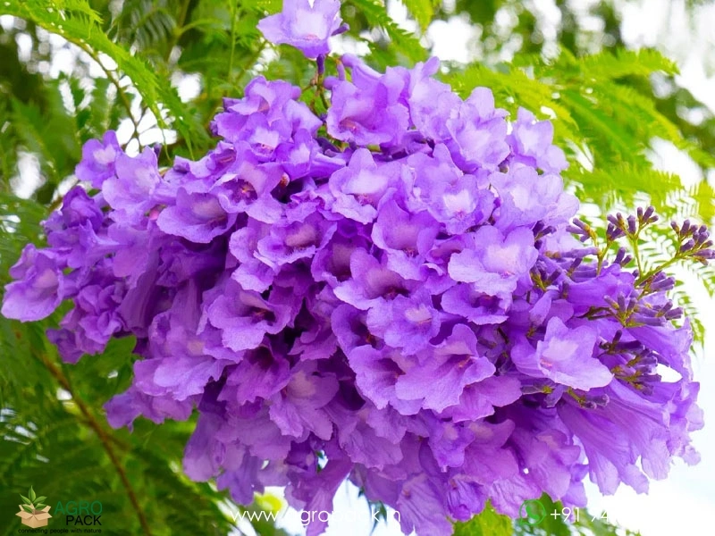 Blue-Jacaranda2