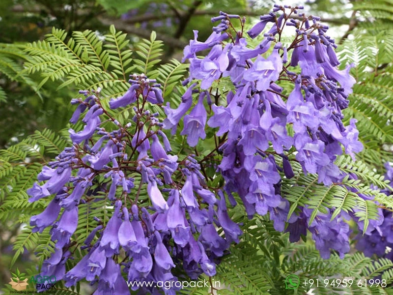 Blue-Jacaranda3