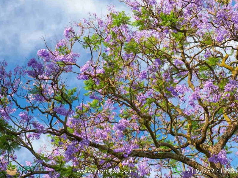 Blue-Jacaranda4