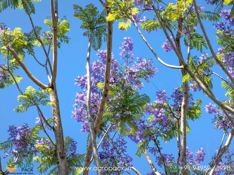 Blue-Jacaranda5