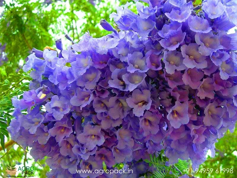 Blue-Jacaranda6