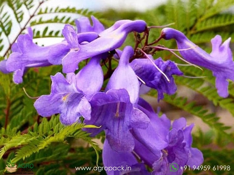Blue-Jacaranda7