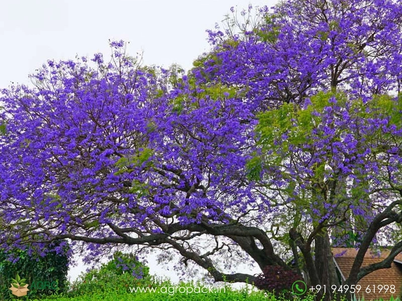 Blue-Jacaranda8