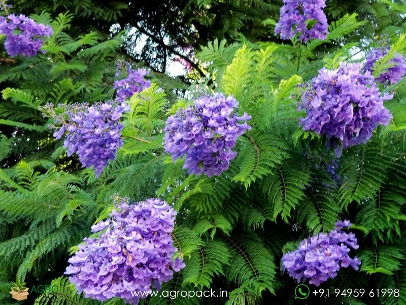Blue-Jacaranda9