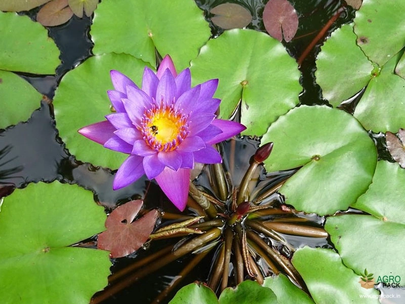 Blue-Water-Lily2