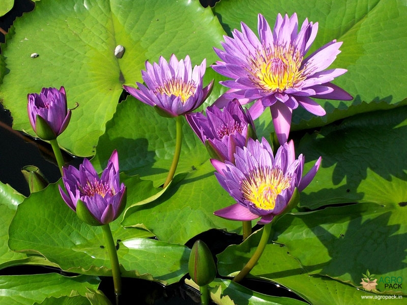 Indian Nursery - Blue Water Lily(Aquatic plants) Exporter, Seller