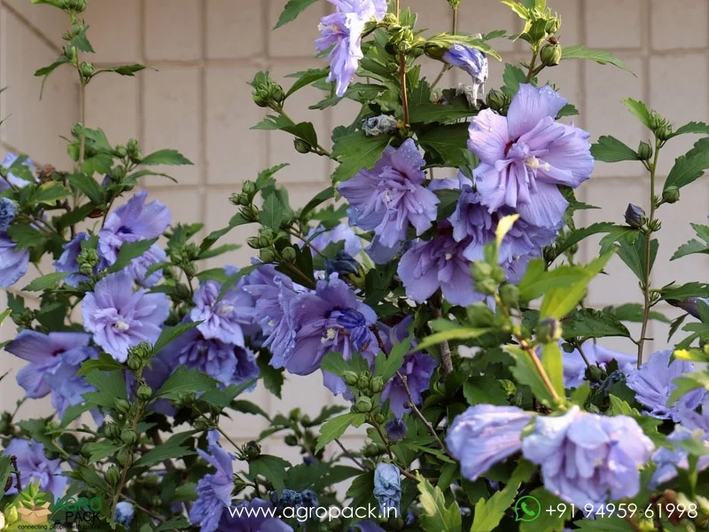 Blueberry-hibiscus-Blue-Chiffon2