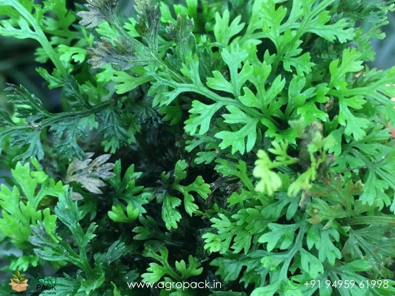 Bolbitis-Heteroclita-Difformis1