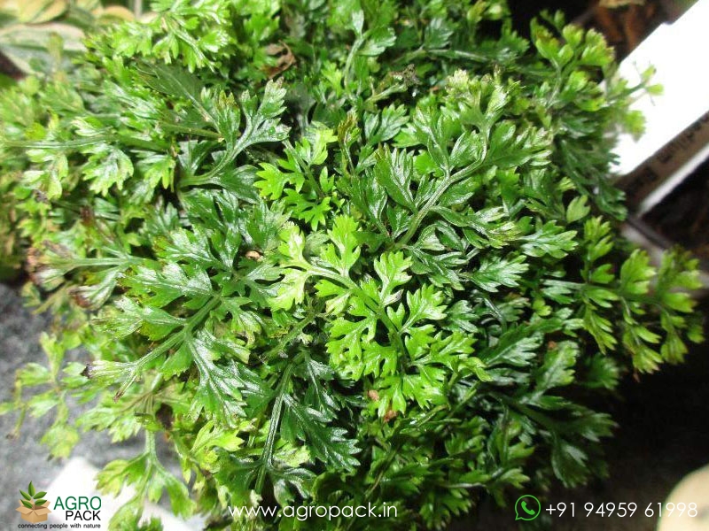 Bolbitis-Heteroclita-Difformis3