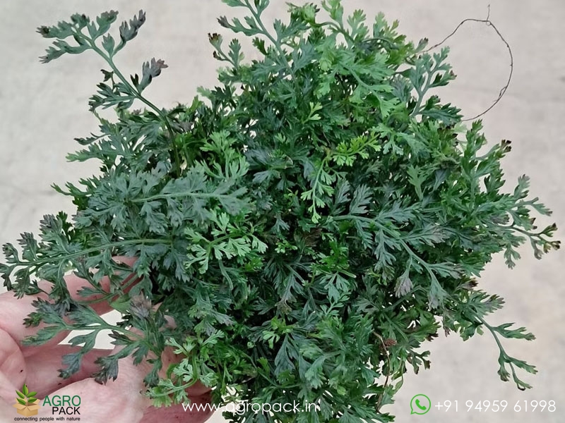 Bolbitis-Heteroclita-Difformis5