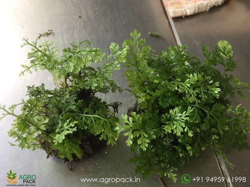 Bolbitis-Heteroclita-Difformis6