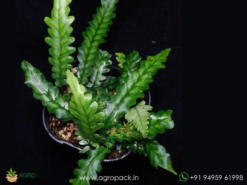 Bolbitis-Sinuosa-Fern1