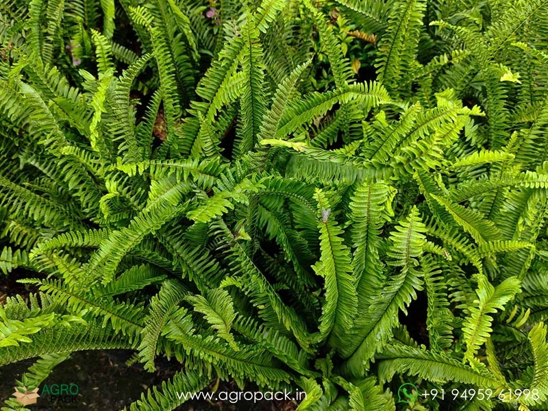 Boston-Fern3