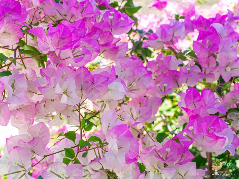 Bougainvillea-4