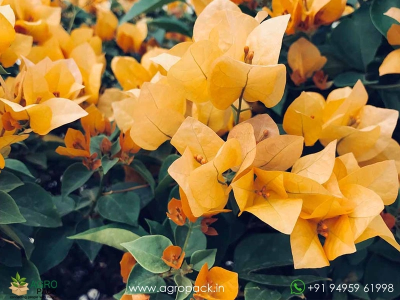 Bougainvillea-Yellow1