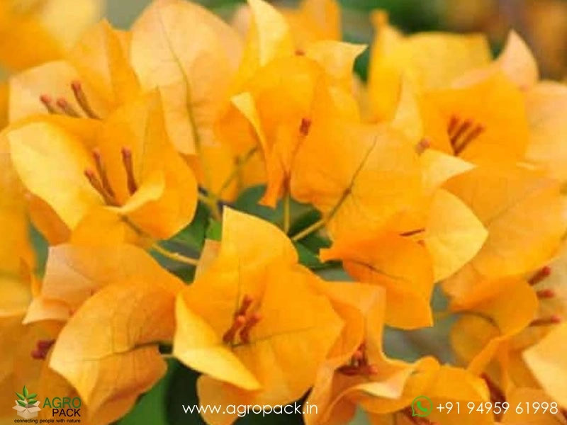 Bougainvillea-Yellow2