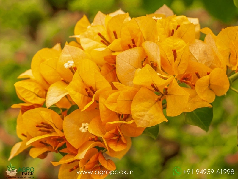 Bougainvillea-Yellow3