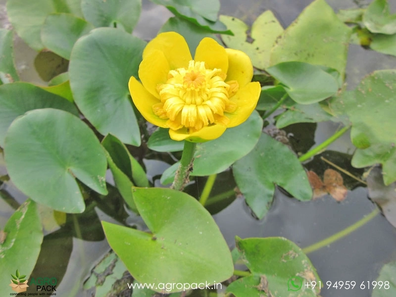 Brandy-Bottle-Lily1