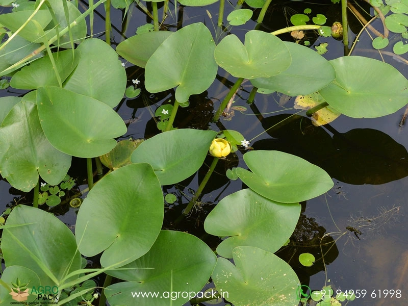 Brandy-Bottle-Lily2