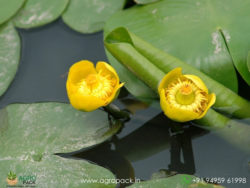 Brandy-Bottle-Lily5