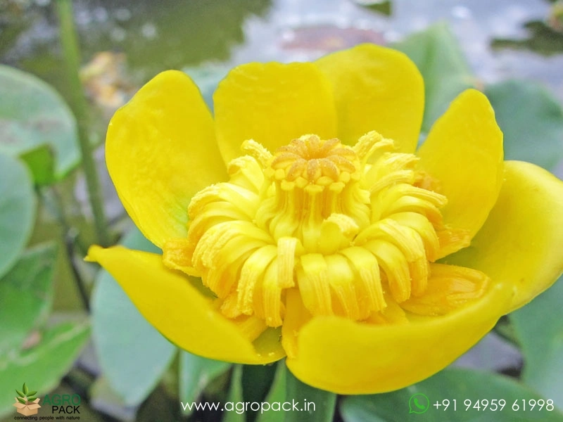 Brandy-Bottle-Lily6