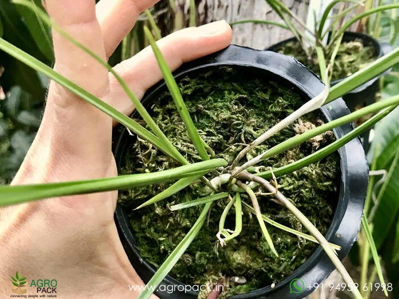 Brassavola-cucullata-×-sib-hybrid-Orchid1