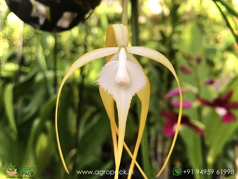 Brassavola-cucullata-×-sib-hybrid-Orchid2