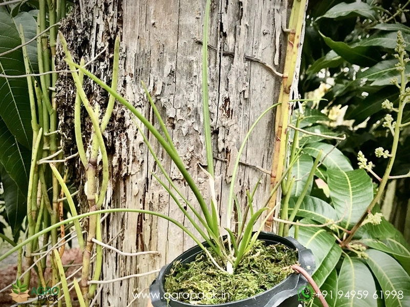 Brassavola-cucullata-×-sib-hybrid-Orchid3