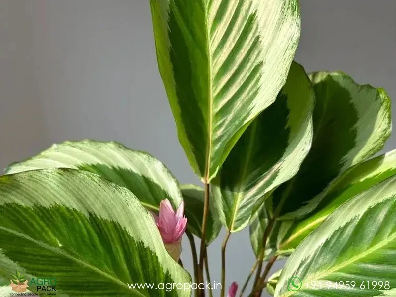 Brazilian-Pink-Star-Calathea1