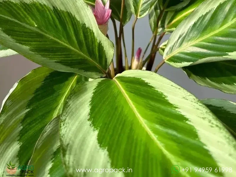 Brazilian-Pink-Star-Calathea2