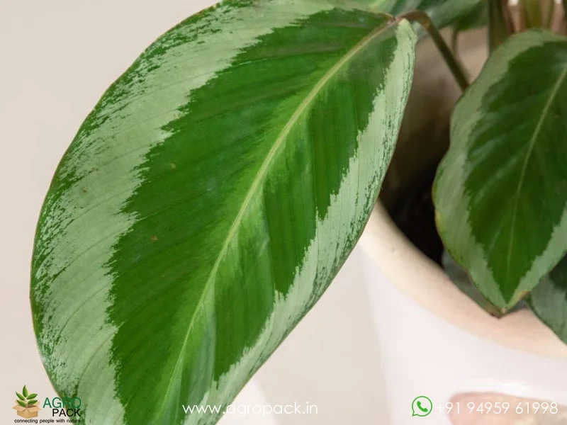 Brazilian-Pink-Star-Calathea3